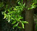Salix matsudana